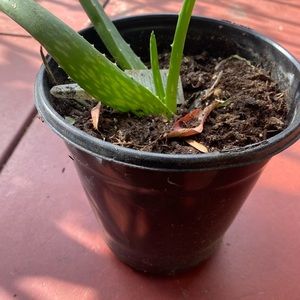 Aloe